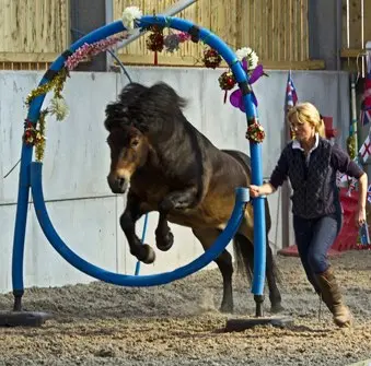 Horse Agility
