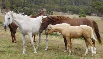 Weaning problems in horses