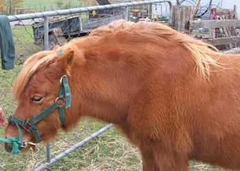 The Plight of Ponies