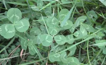 Grass and Clover issues