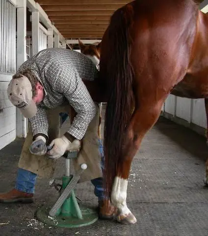 Easy ways to learn hoof care