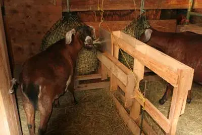 Slowfeed Haysaver Nets save health & money