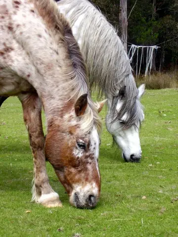 Safest grazing times made easier