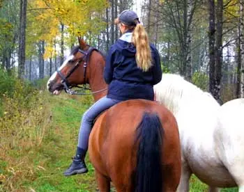 Bitless Riding Differences