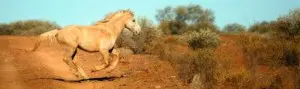 Functional-Hoof-300x89