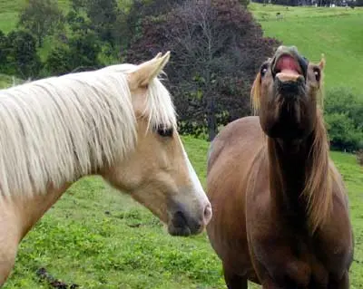 Gelding a Colt