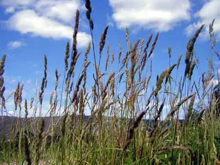Why Do I need to Know About Grass?