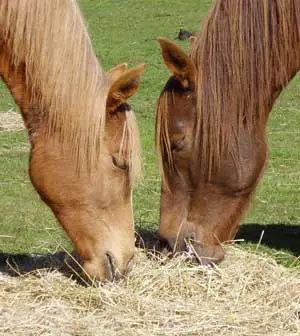Your Horse is what it Eats