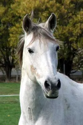 Clover Turns Gelding into Stallion