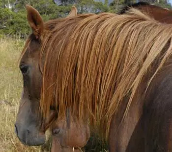 Colic, Peritonitis and Worms