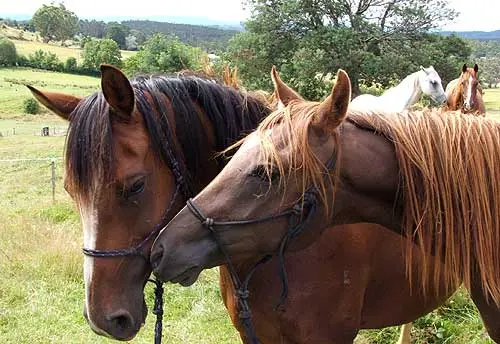 A Natural Breeding Experience