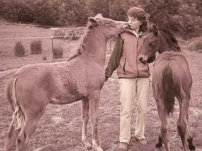 Foal Training – The Positive Way
