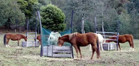 Hay Feeders = less gorging and waste