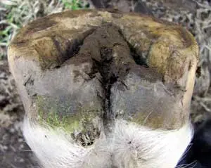 Hoof Abscess – when being ‘kind’ is cruel