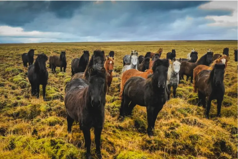Herd Interaction is vital for your horse’s mental health