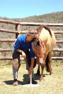 Using homeopathy to help acute laminitis  – Pippin’s story by Kaya.