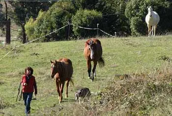 Leadership with horses
