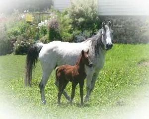 A reader’s experience of her mare’s rejection of her foal