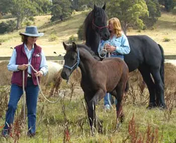 Progressive Weaning of Foals