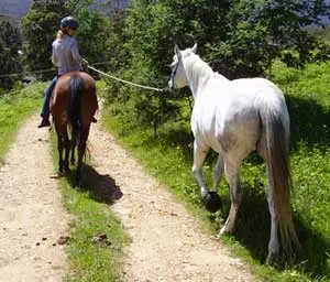 Why does my horse have a sour attitude?