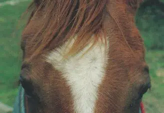 Cranio Sacral Therapy