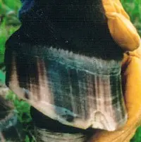 Seedytoe2