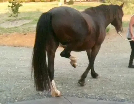 Stringhalt in horses