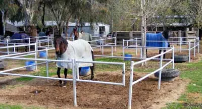 Spare a thought for the average racehorse