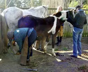 Horsemanship Keys to Success for Hoof Trimmers