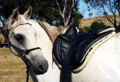 TuendSaddle