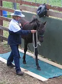 There’s more to Trailer Training than just Loading.