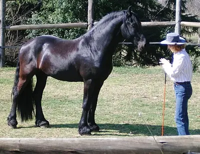 Stallions need clear boundaries