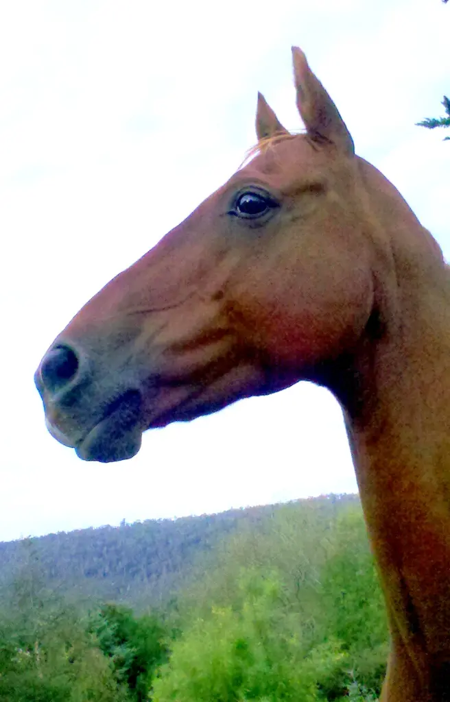 CAT for Horses
