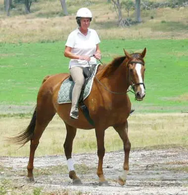 How to transition to a Bitless Bridle