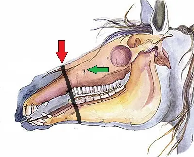 Choosing the Best Bitless Bridle