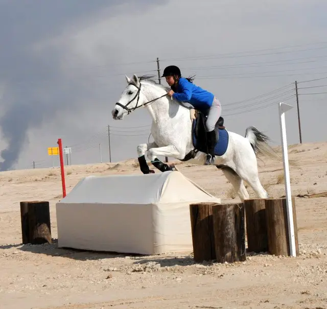 Bitless Bridles Seen as Safer Alternative for Horses in New Study