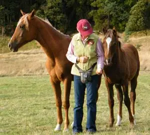 How to help your herd bound horse - Natural Horse World FeedingTraining