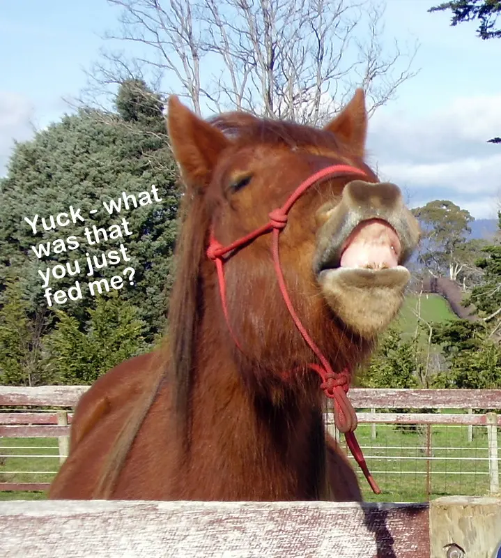 What To Do When Horses Don’t Like Minerals
