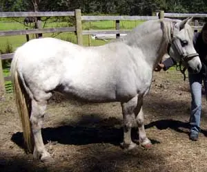 Gone Insect Horse Collar - Natural Horse World PlightofPonies2