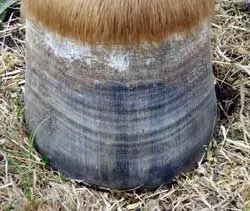 Bassoli 14″ Hoof Rasp - Natural Horse World Sub clinical laminitis hoof rings.