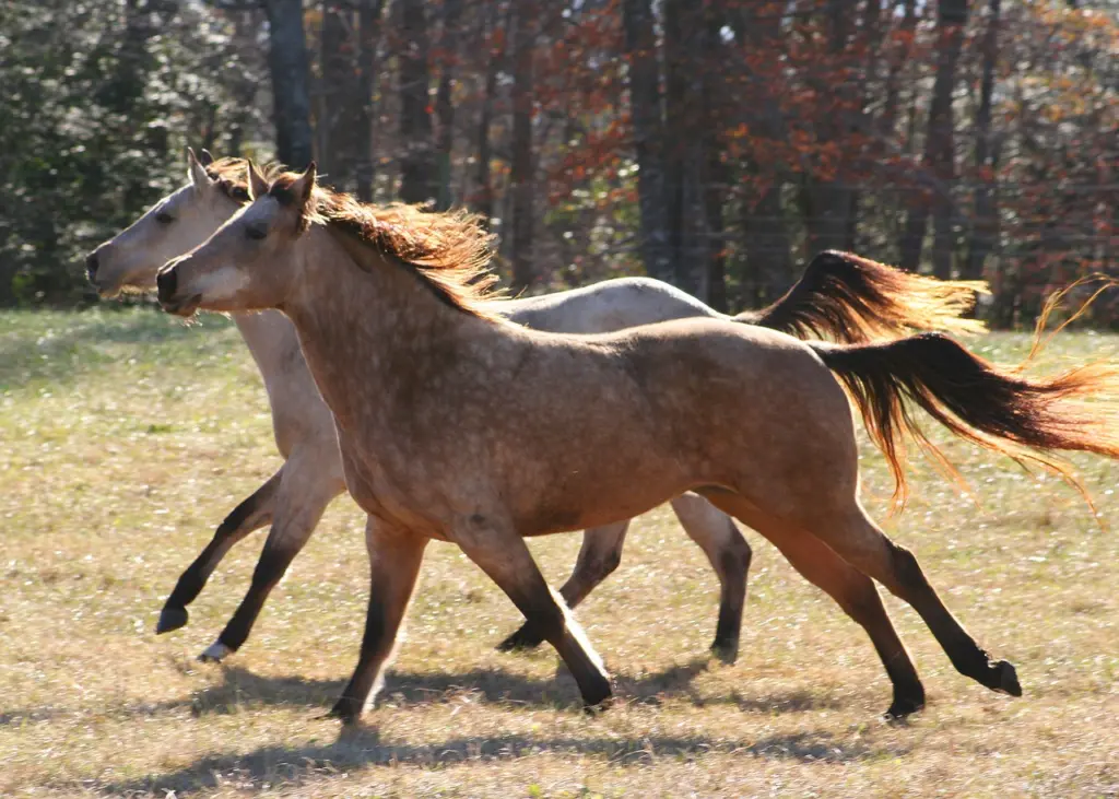 Equine Welfare during Exercise: An Evaluation of Breathing, Breathlessness and Bridles