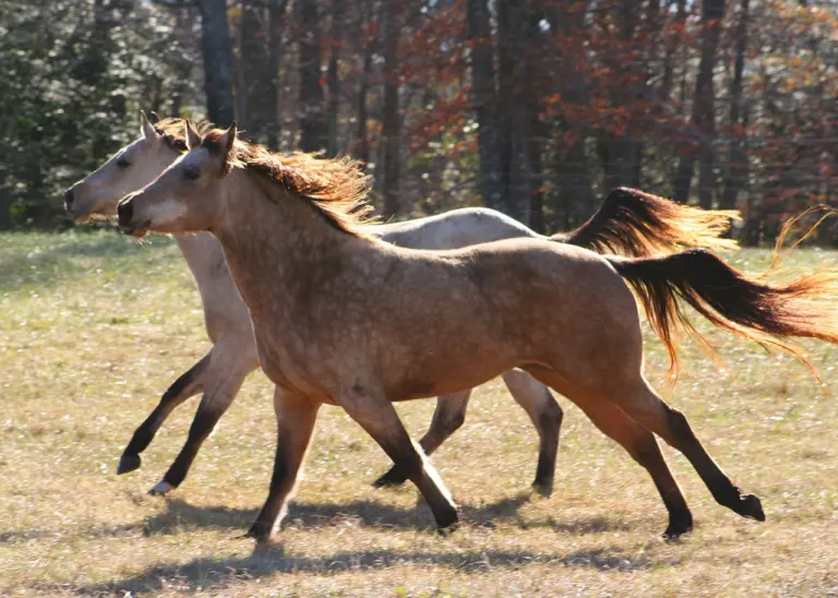 Equine Welfare during Exercise: An Evaluation of Breathing, Breathlessness and Bridles