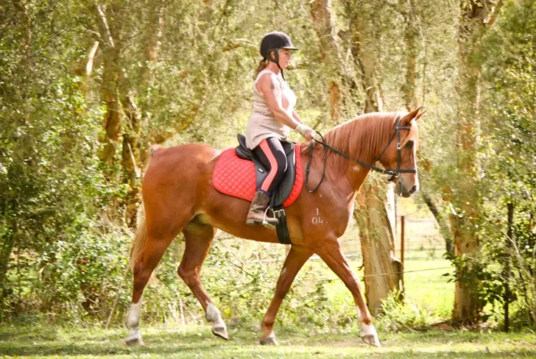 Do You Know When to try a Bitless Bridle?