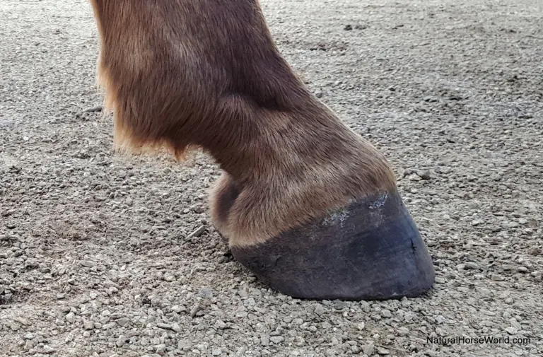 Aiming for self-trimming horse hooves