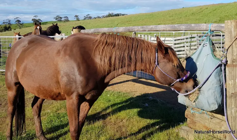 Tips for tying your horse safely