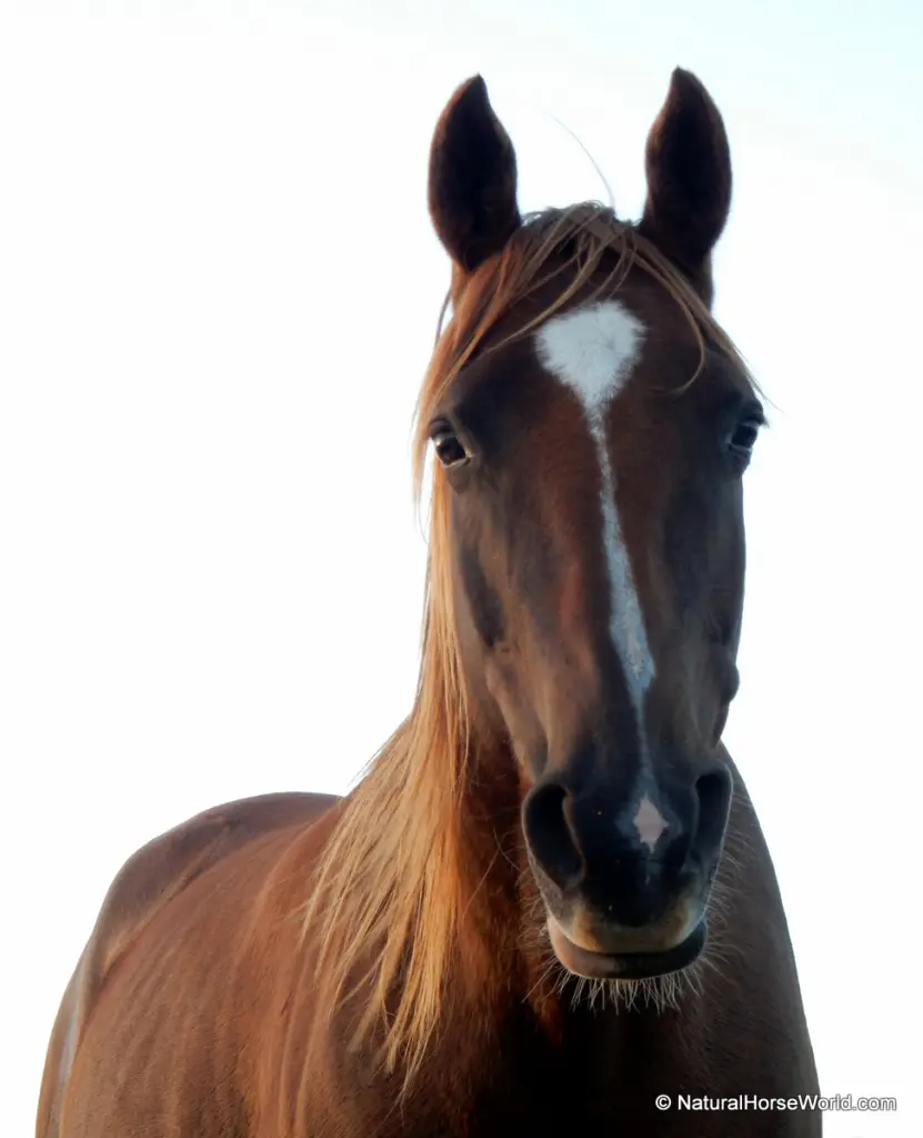Amazing Healing of Horse’s Huge Flank Wound