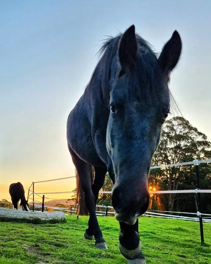 Embracing the Essence of Equine Companionship