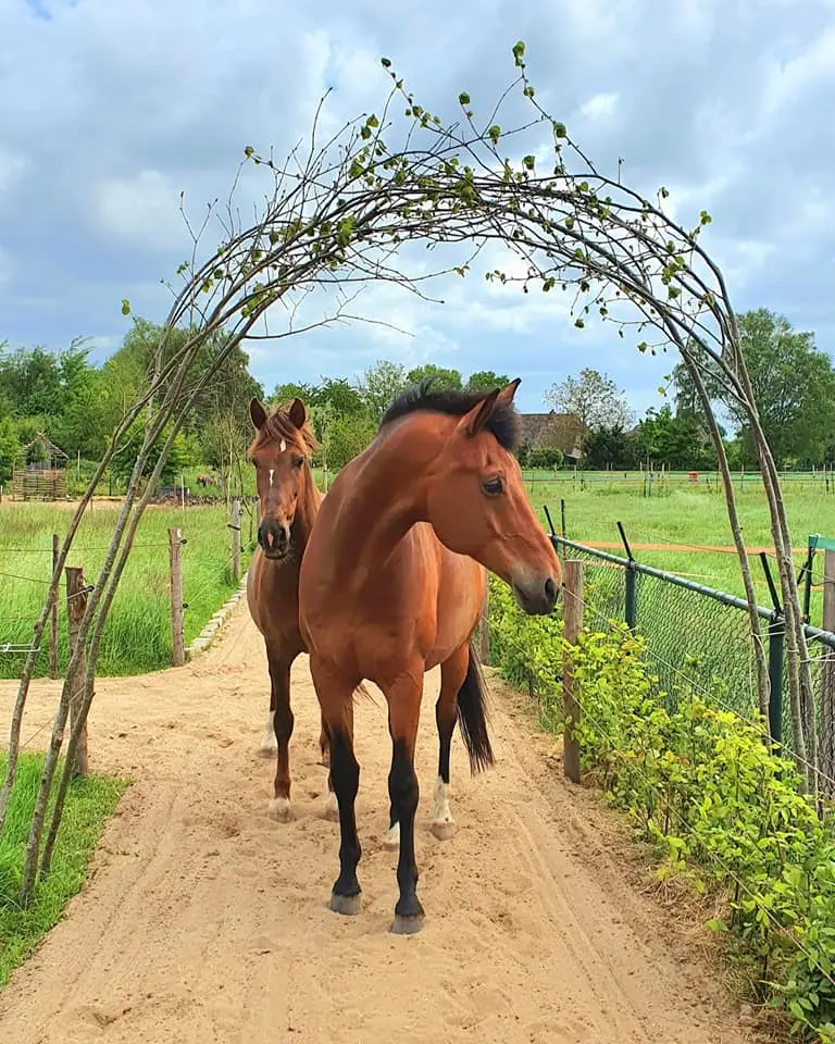 Horse-Safe Herbs & Shrubs