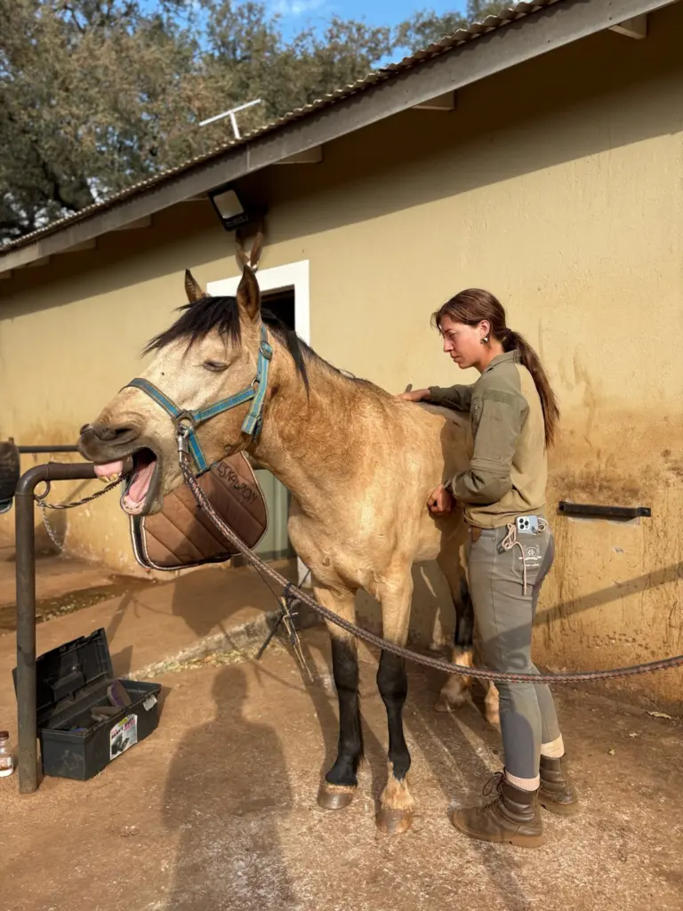 How Gentle Touch Can Help Heal Horses