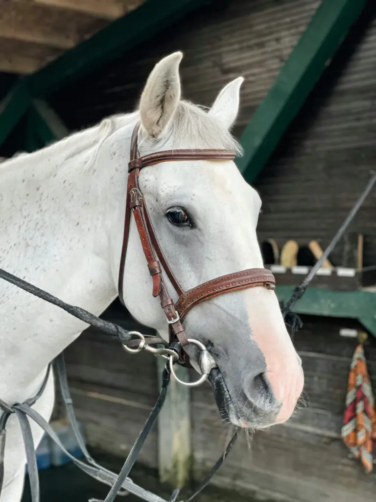 The Perfect Bit for Your Horse – What Science Really Says